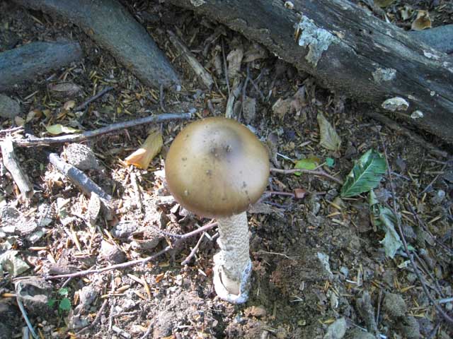 Escursione in faggeta